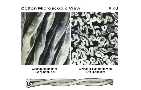 Cotton fibers under a microscope: flat, twisted ribbons lengthwise and hollow kidney-shaped cross-sections
